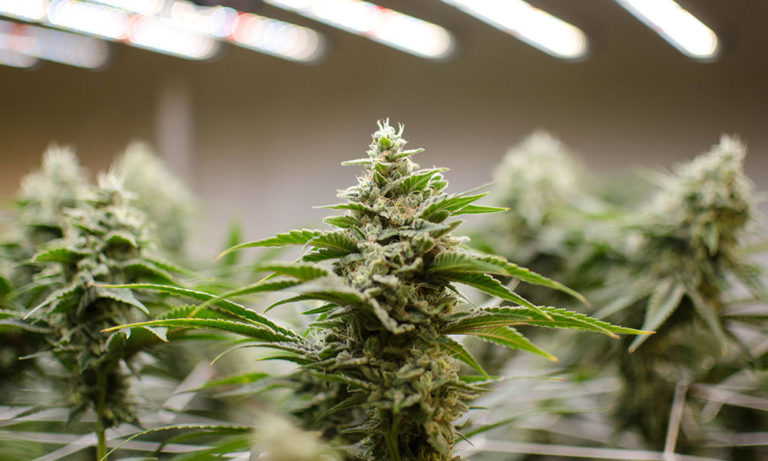 How Does Light Intensity Affect Cannabis Yields?