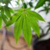 Indiana CBD legalization Cannabis Now