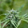 Mendocino Farmer Cannabis Now