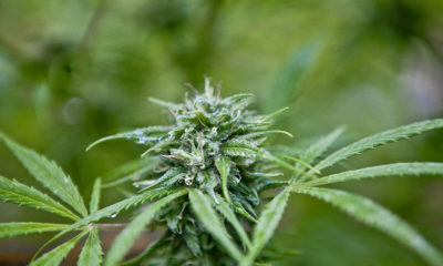 Mendocino Farmer Cannabis Now