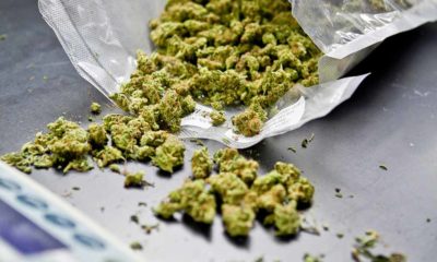 Michigan cracks-down grey market Cannabis Now