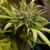 Colorado Law Pharmaceuticals Cannabis Now