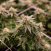 DEA Import License Cannabis Now