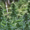native tribes california cannabis now