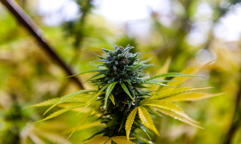 420 poem marijuana bud Cannabis Now