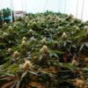 Cultivar Cannabis Now