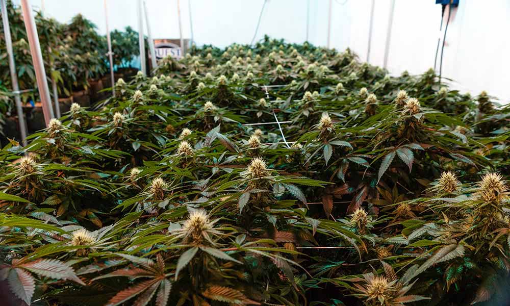 Cultivar Cannabis Now