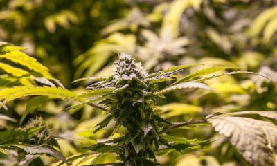 Costa Rica Medical Marijuana Cannabis Now