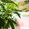 Florida legal marijuana home grow Cannabis Now