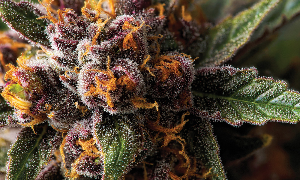 Forbidden Fruit and the Serpents in the Garden | Cannabis Now