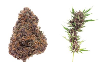 Strain Review: Forbidden Fruit Cannabis Now