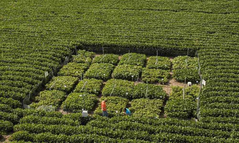 6 Cannabis Industry Trends Shaping the Future of Pot