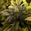 Marijuana legalization in Australia Cannabis Now