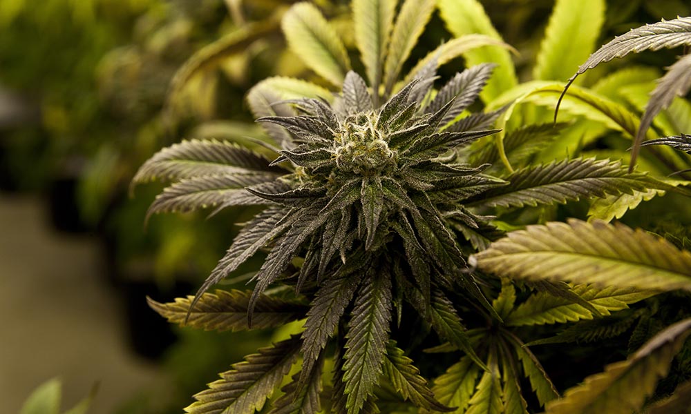 Marijuana legalization in Australia Cannabis Now