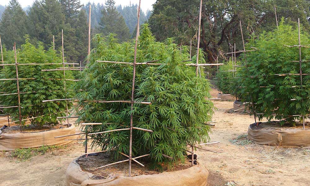 Mendocino cannabis Cannabis Now