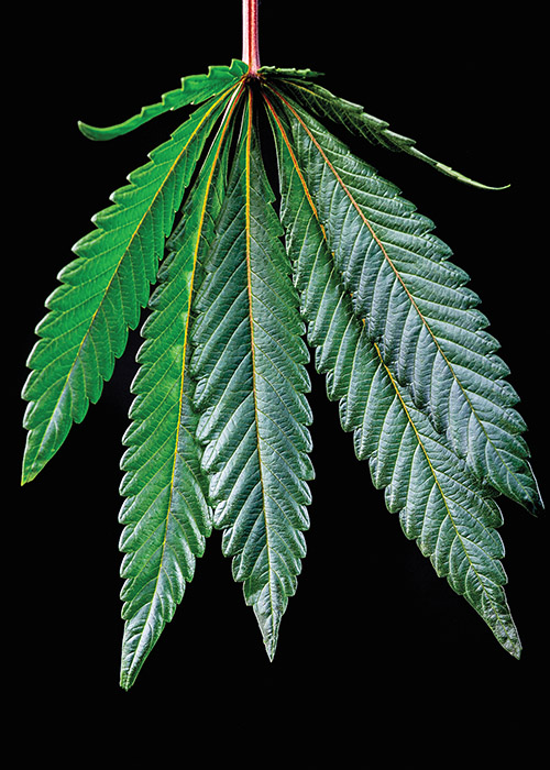 Bubba Kush Leaf Marijuana Grower Pisos Las Vegas Cannabis Now