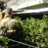 Federal government crackdown marijuana grows California Chinese Crime Cannabis Now