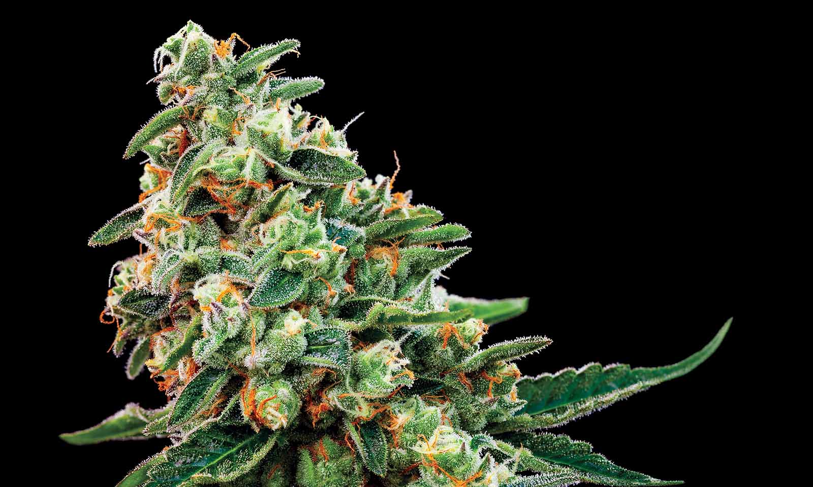 Cookies Tangie #5 Marijuana Grower Cannabis Now