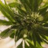 Defense of Marijuana Cannabis Now
