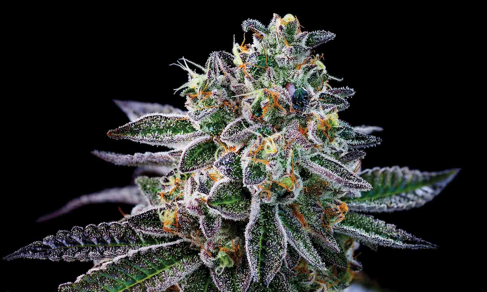 Grower Do Si Do Strain Pisos Las Vegas Cannabis Now