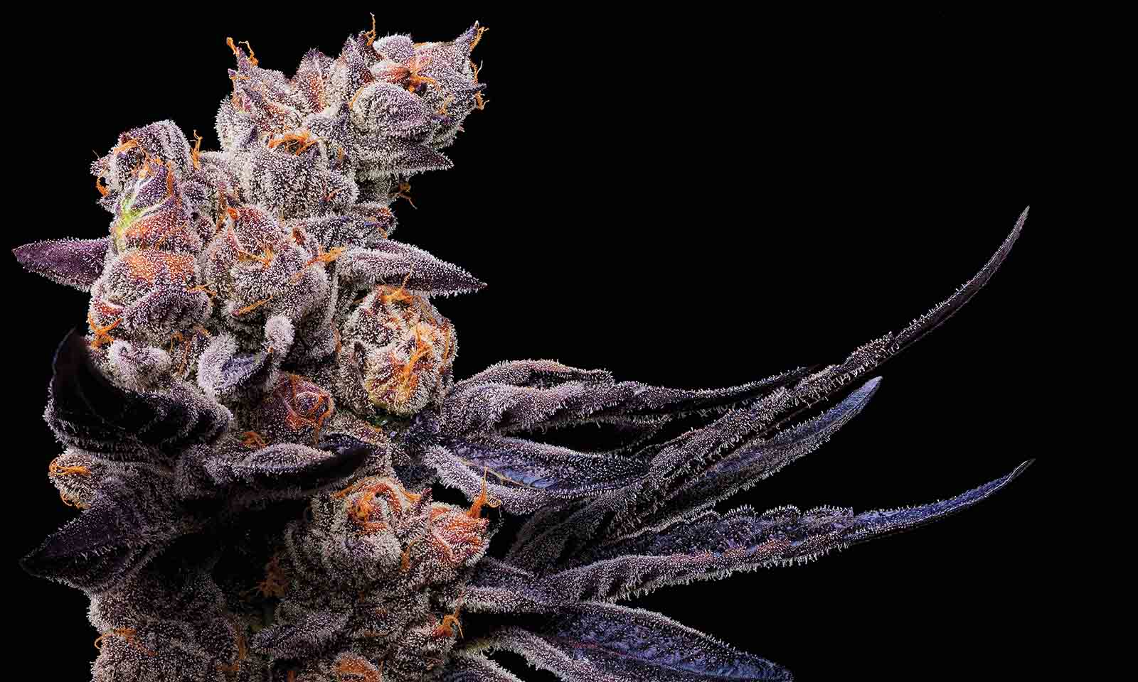 Marijuana Grower Cherry Pie Pisos Las Vegas Cannabis Now
