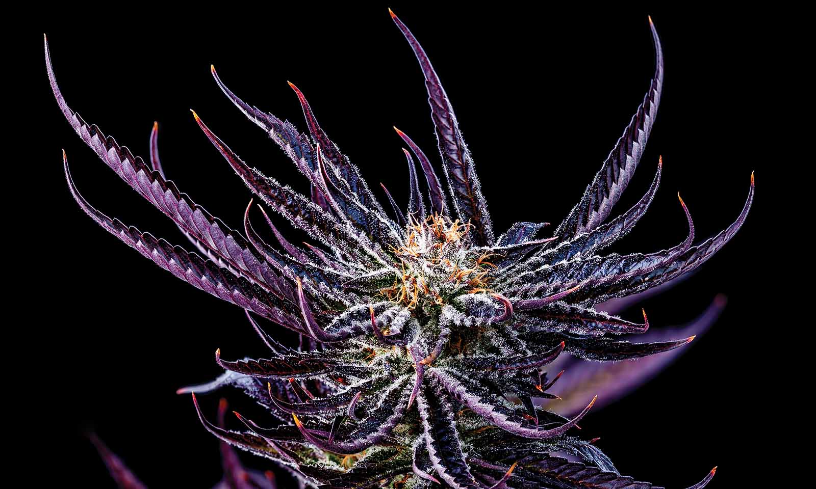 Grower Taffy Pisos Las Vegas Cannabis Now