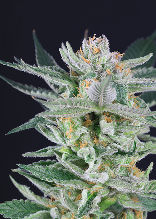Roze Strain Review Marijuana Plant Cannabis Now
