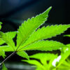 Bizarre Utah medical marijuana battle Cannabis Now