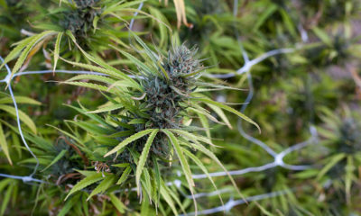 Zimbabwe legalizes medical marijuana