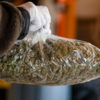 California Marijuana Distribution Regulation Federal Government Cannabis Now