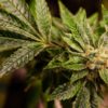 Pennsylvania Decreiminalization Cannabis Now