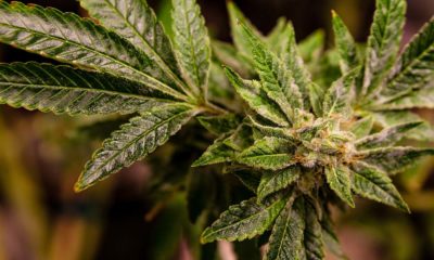 Pennsylvania Decreiminalization Cannabis Now