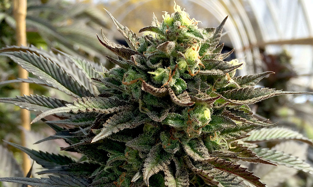Humboldt Police Raid Marijuana Grow Cannabis Now