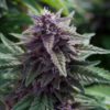 Grow Cannabis Now Magazine