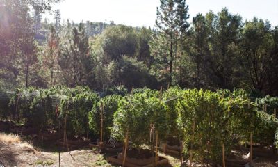 California’s Cannabis Market