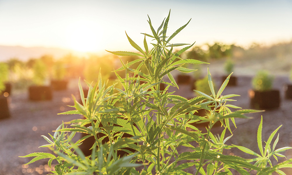 California's Beija Flor Farms believes cannabis farming can help with carbon sequestration.