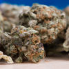 Dried Cannabis Nug Market Research Arcview 32 Billion Cannabis Now