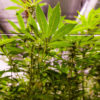 Chuck Schumer Cannabis Deschedule Marijuana Congress Cannabis Now