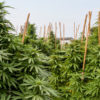 Cannabis Prohibition Nullification