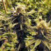 Idaho Medical Marijuana