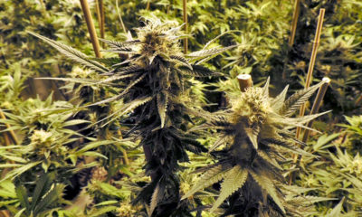 Idaho Medical Marijuana