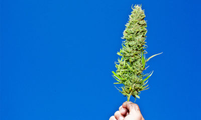 Is California’s Marijuana Legalization Actually Bad?