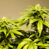 Medical Marijuana Companies Ramp Up in Illinois