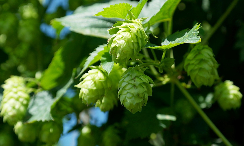 Experts Skeptical that Hops Contain CBD
