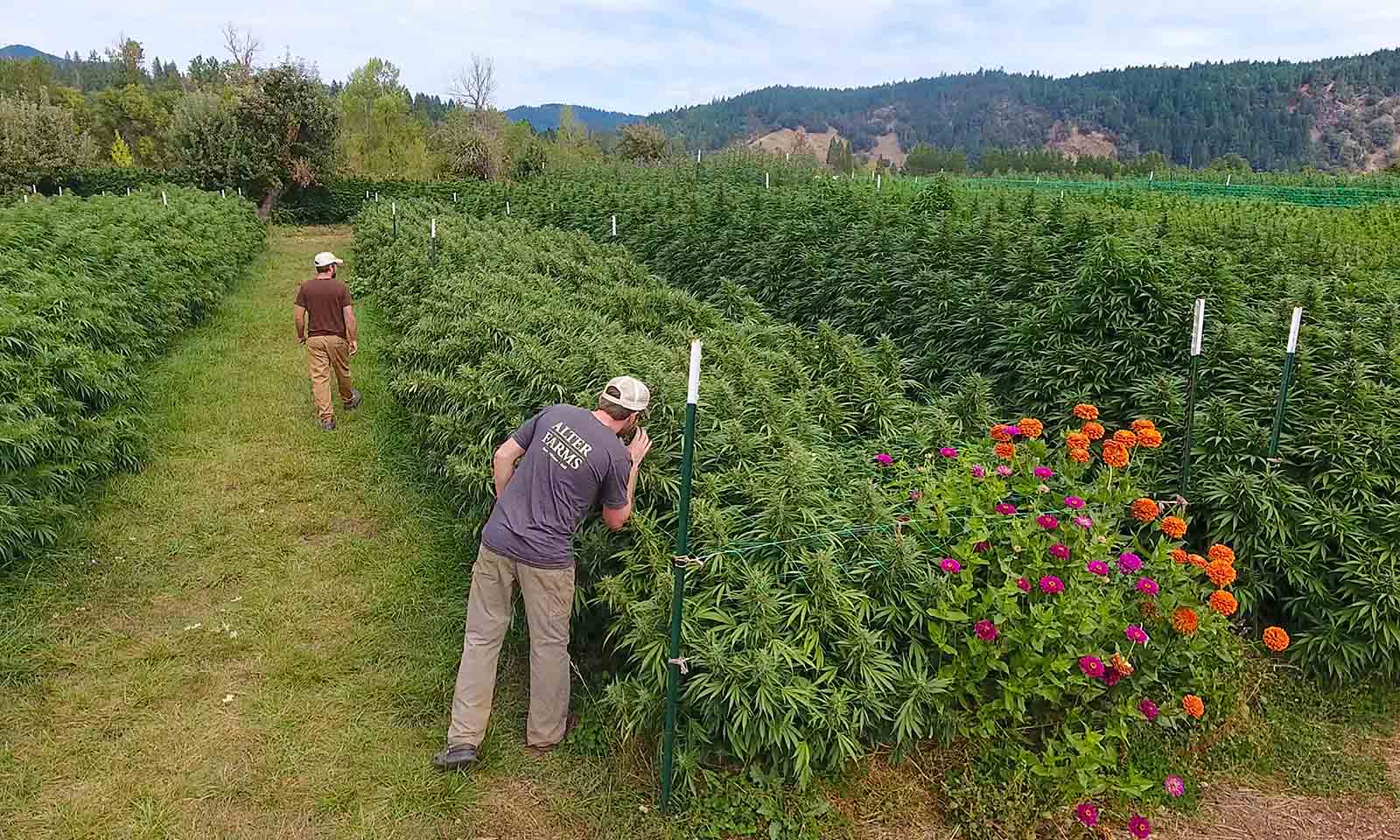 Alter Farms Oregon Marijuana Farming Cannabis Now