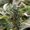 Legalization Foe Claims Medical Marijuana Leads to Fentanyl