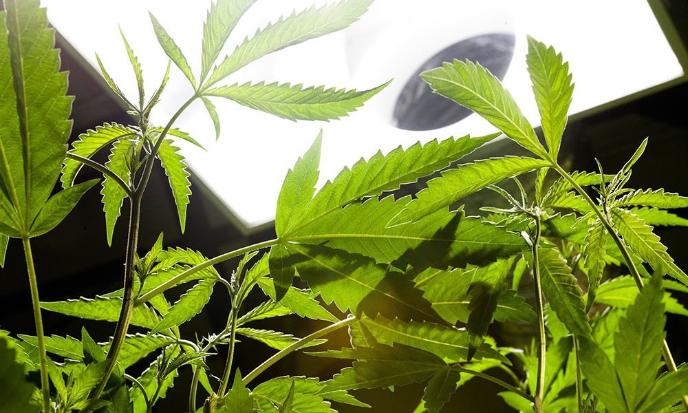 Ohio Medical Marijuana Delay Legalization Cannabis Now