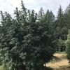 2018 marijuana harvest