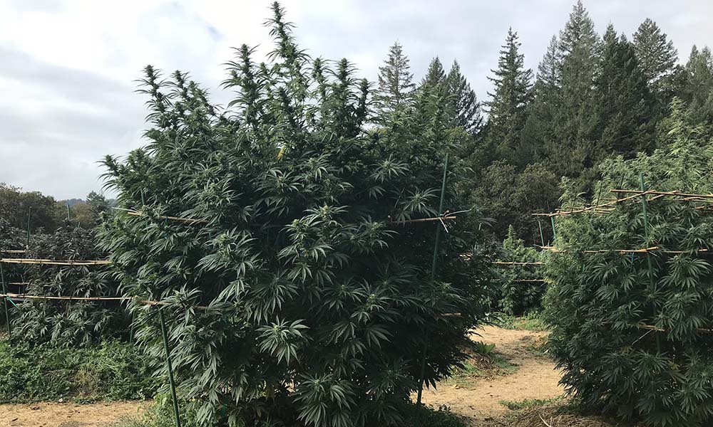 2018 marijuana harvest