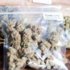 Canada Cannabis Now Magazine